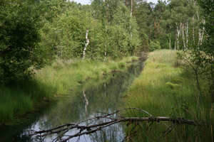 Selb_Moor