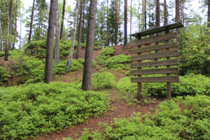 Leonberg_Pfaffenreuth